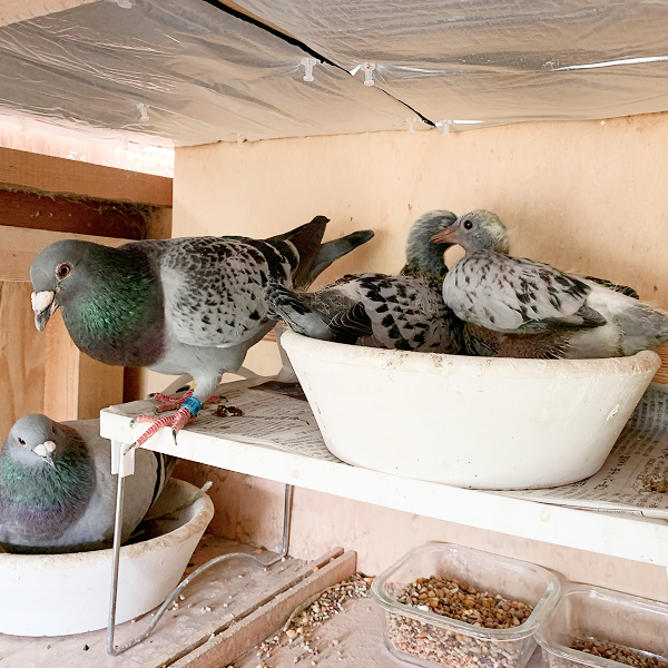 鳩くんの日常