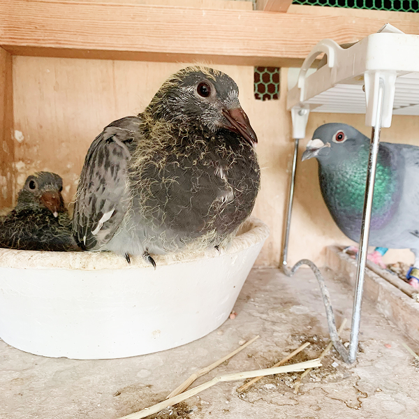 鳩くんの日常